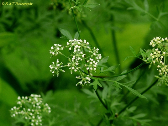 {Thaspium pinnatifidum}